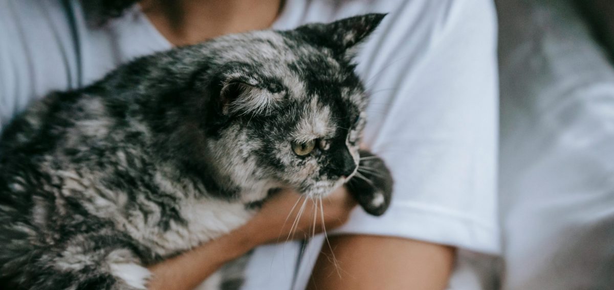 Premium pet food in China, Cat food in China